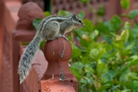 /album/fotogalerij-winnaars-2016/a016-2-nd-eekhoorn1-romain-pauwels-jpg/